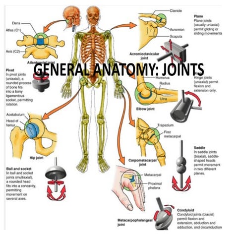 Anatomy of joints | PDF