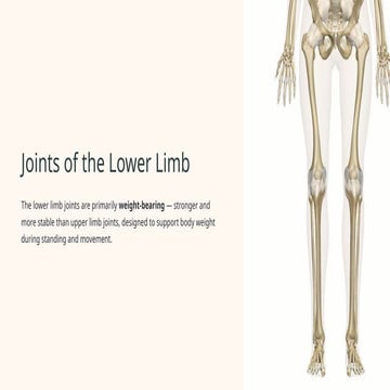 Comprehensive Overview of Lower Limb Joints: Anatomy, Function, and ...
