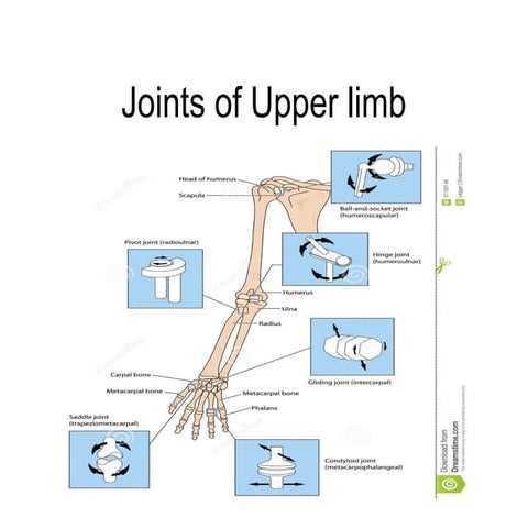 Joints of-upper-limb