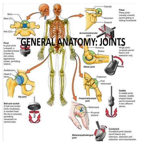 Anatomy of joints | PDF