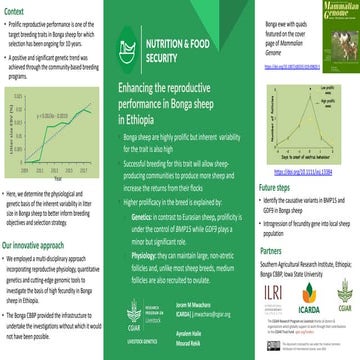 Enhancing the reproductive performance in Bonga sheep in Ethiopia