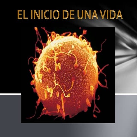 Inicio de la vida | PPTX