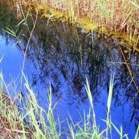 Habitat i ninxol ecologic | ODP