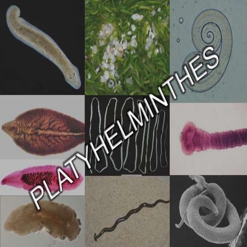 Platyhelminthes (Biologi Kelas X)