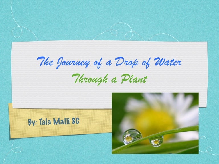 Journey of a water drop through a plant