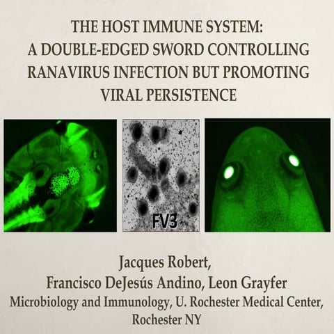 The host immune system: a double-edged sword controlling ranavirus infection ...