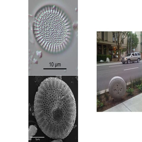 Js diatom amherst 2014