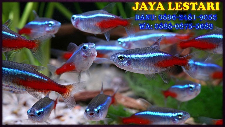 0896 2481 Jual Aquarium Aquascape Jual Aquarium Jakarta