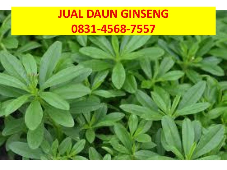 Daun Ginseng Sayur 0831 4568 7558 Wa Sms
