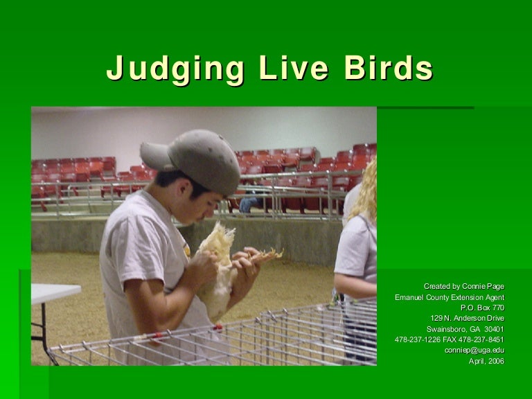 Judging of poultry