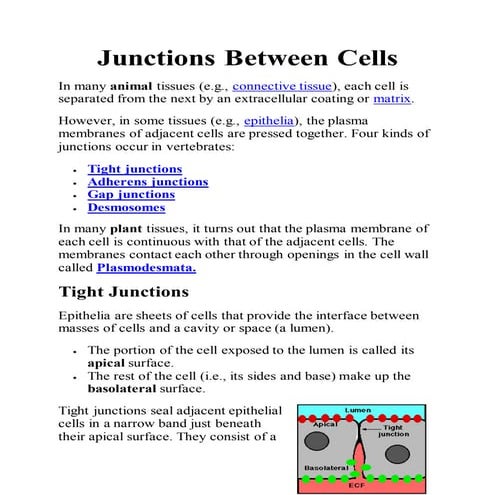 Junctions between cells 
