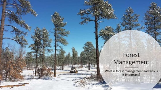 Forest Management & Why It's Important