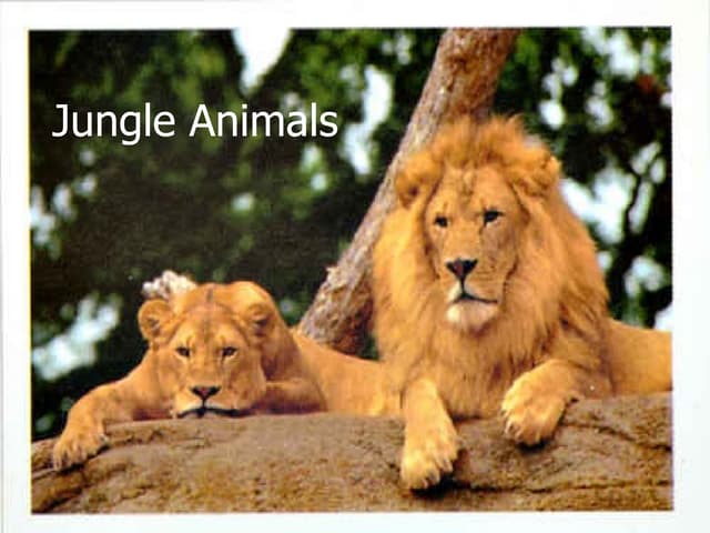 Jungleanimals