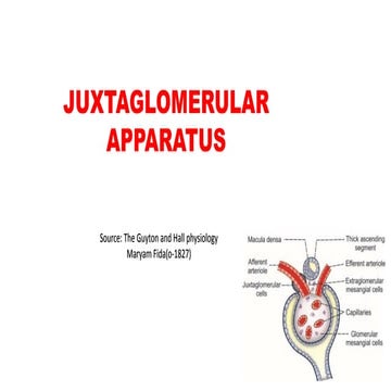Juxtaglomerular apparatus (The Guyton and Hall physiology)
