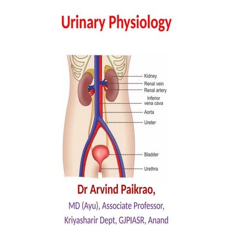 JUXTAGLOMERULAR APPARATUS physiology.pptx