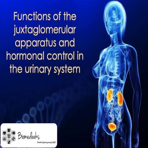 Juxtaglomerular Apparatus 