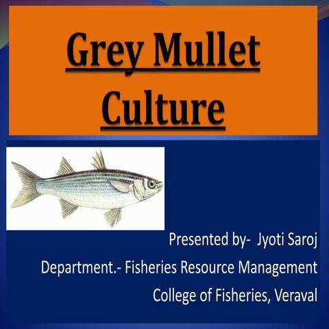 Grey mullet culture