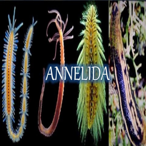 Annelida