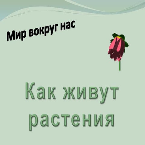 Kak zhivut rastenija