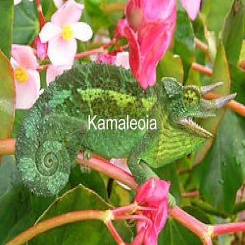 Kamaleoia | ODP