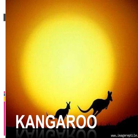 Kangaroo