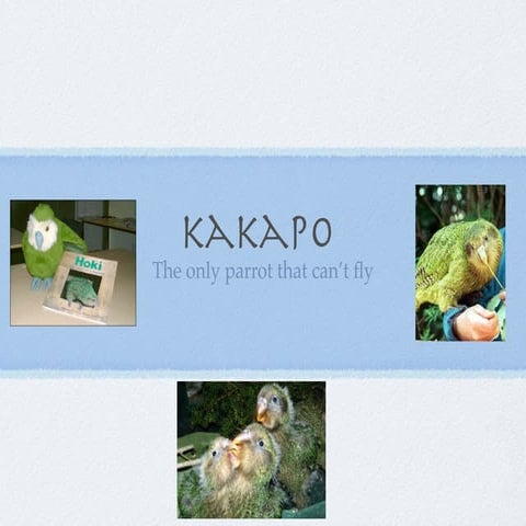 Kakapo | PPTX