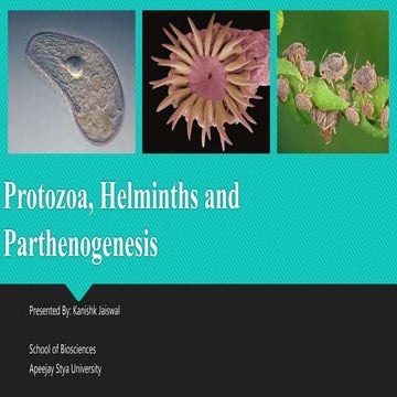 Kanishk , protozoa ppt work, 