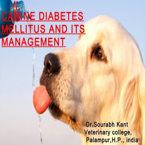 CANINE DIABETES MELLITUS AND ITS MANAGEMENT | PPT