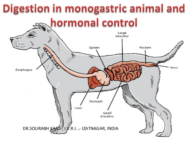 Can A Dog S Stomach Digest Chicken Bones Can A Dog S Stomach Digest Chicken Bones