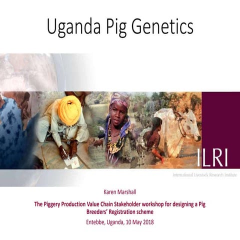   Uganda Pig Genetics