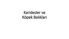Karidesler ve kopek baliklari