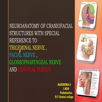 Neuroanatomy seminar with special reference to trigeminal,facial and glossoph...