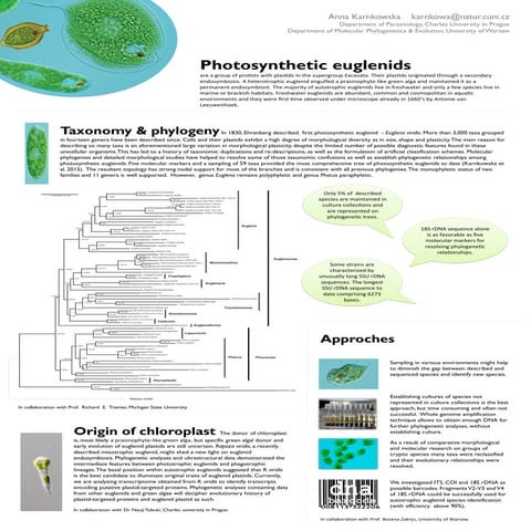 Photosynthetic euglenids