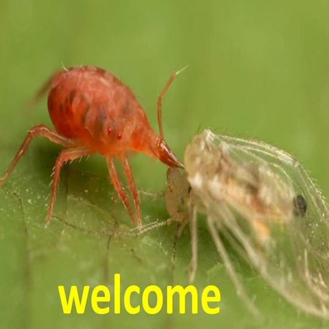 quality control and registration standards of biocontrol agents