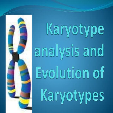 Karyotype analysis and evolution by Mannat