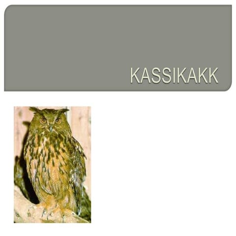 Kassikakk 120121152003-phpapp01 | PPT