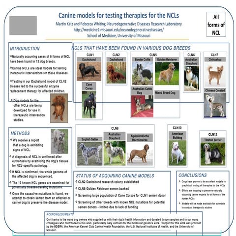 Transgenic dogs | PPTX