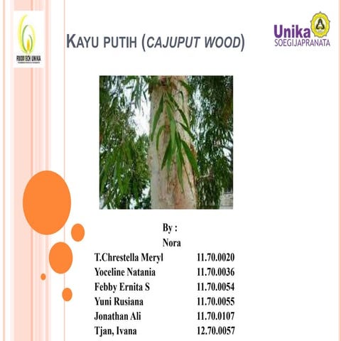 Kayu putih (cajuput wood)