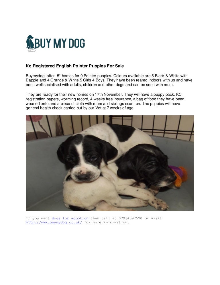 kc registered puppies