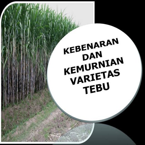 Botani tanaman Saccharum officinarum (tebu), morfologi lengkap tanaman ...
