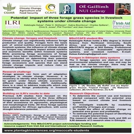 Potential  impact of three forage grass species in livestock  systems under climate change