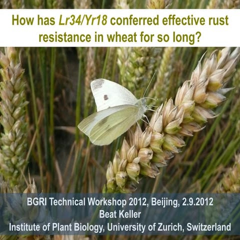 How has lr34 yr18 conferred effective rust resistance in wheat for so long