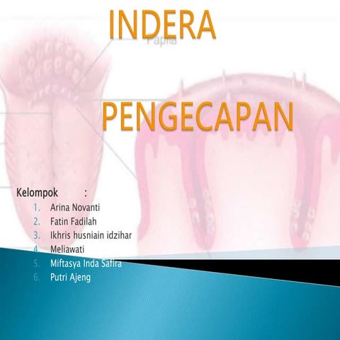 KELOMPOK 4 INDERA PENGECAP SISTEM PENCERNAAN MANUSIA