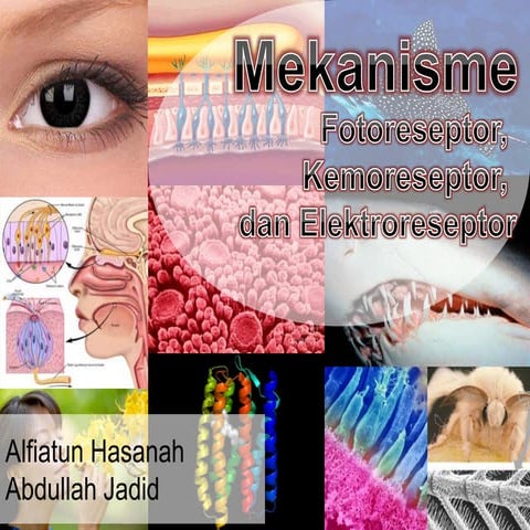  fotoreseptor, kemoreseptor, dan elektroreseptor