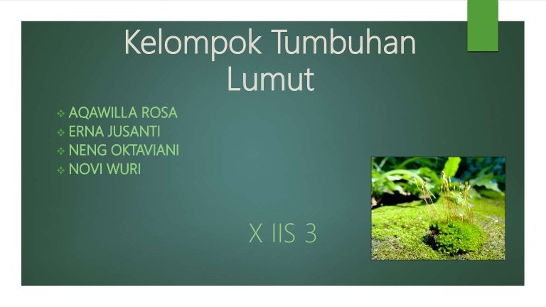 Tumbuha Lumut Bryophyta