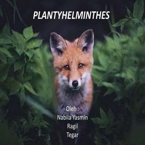  plantyhelminthes X