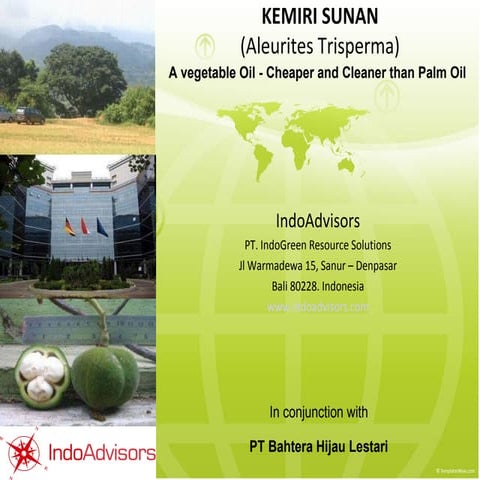 Kemiri Sunan Cleaner Cheaper And Greener Than Palm Oil PPT