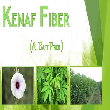 Kenaf fiber(Bast fiber)