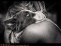 Kennel Club: Dog Photographer of the Year