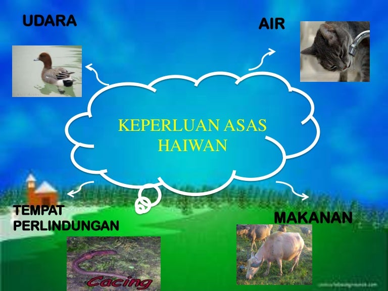 Keperluan Asas Haiwan